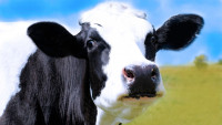 kráva černá cow-634283 1280